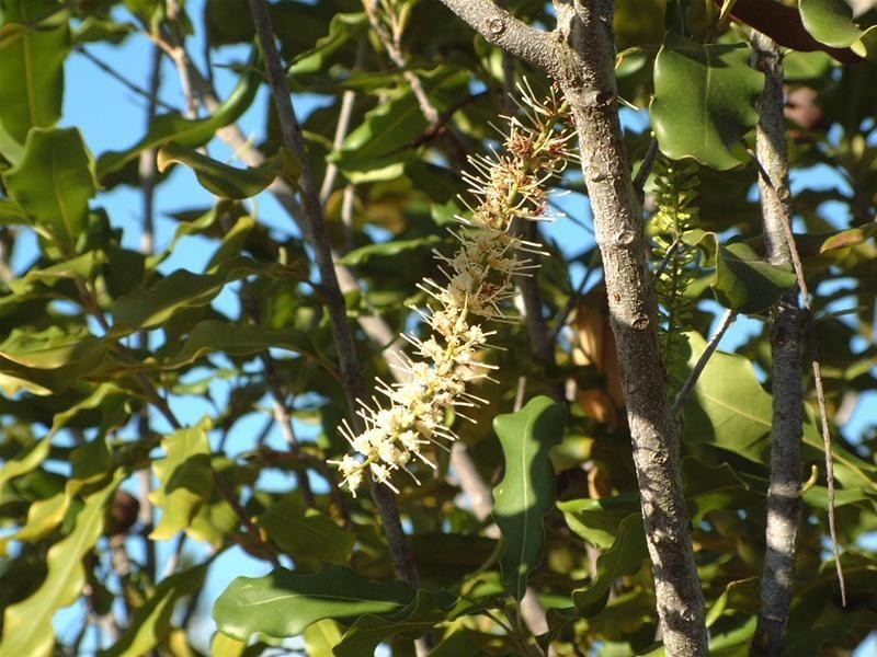 Bucca QLD 4670