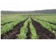 Gin Gin QLD 4671