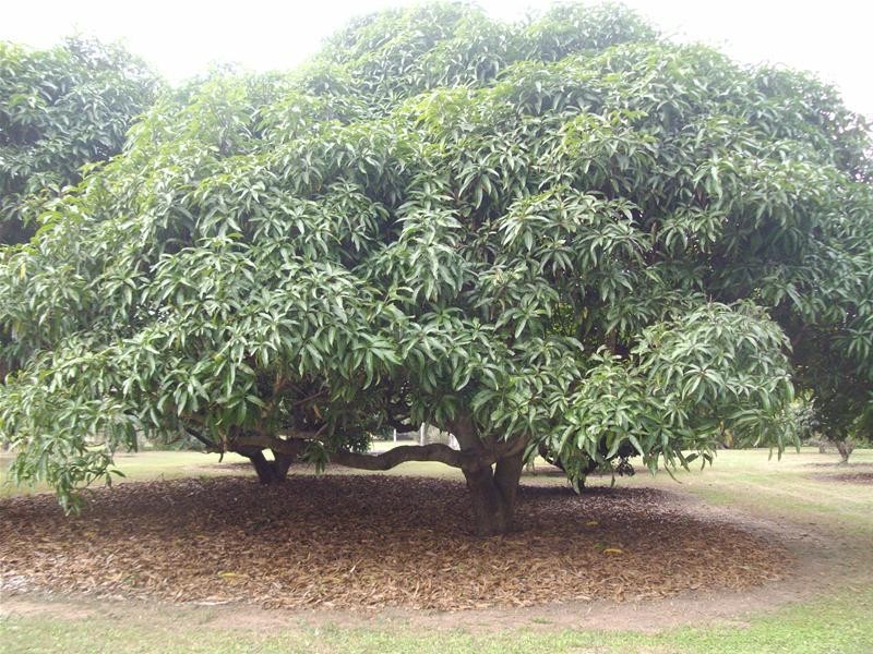 Meadowvale QLD 4670
