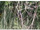 South Kolan QLD 4670