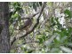 South Kolan QLD 4670
