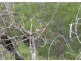 South Kolan QLD 4670