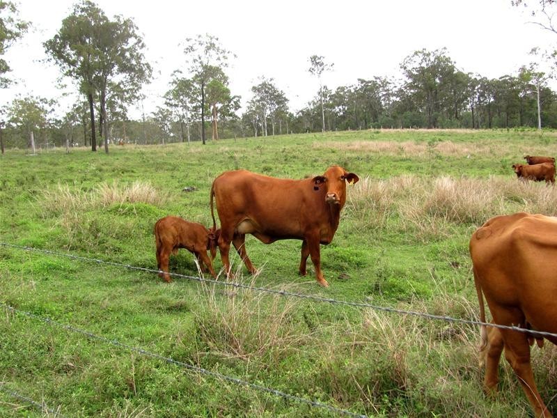 157 Frewens Road, Rosedale QLD 4674