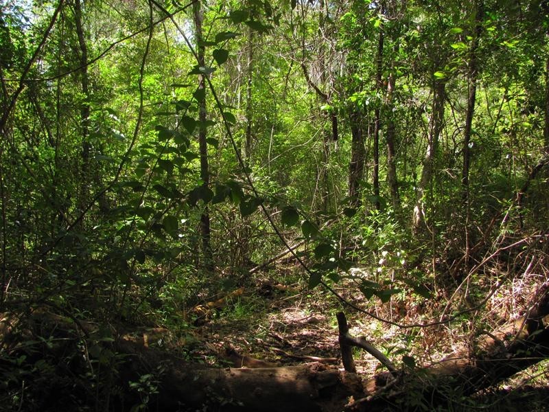 Mount Maria QLD 4674