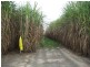 Calavos QLD 4670