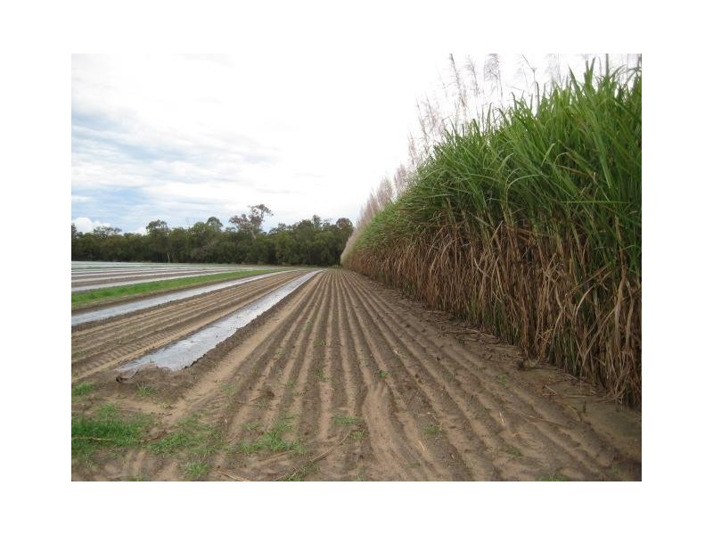 Calavos QLD 4670