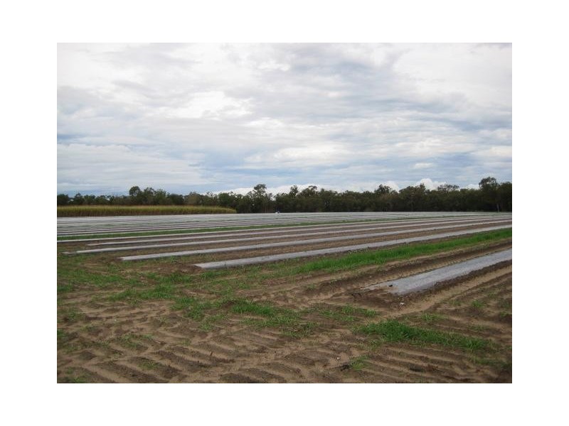 Calavos QLD 4670
