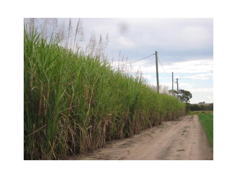 Calavos QLD 4670