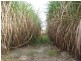 Calavos QLD 4670