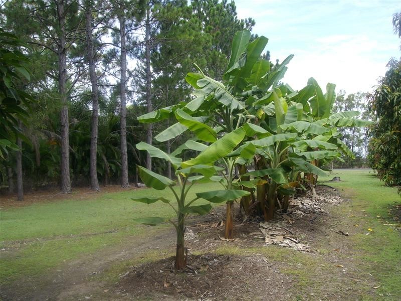 Moorland QLD 4670