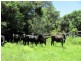 Captain Creek QLD 4677