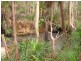 Lowmead QLD 4676