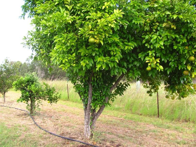 120 Webster Road, Euleilah QLD 4674