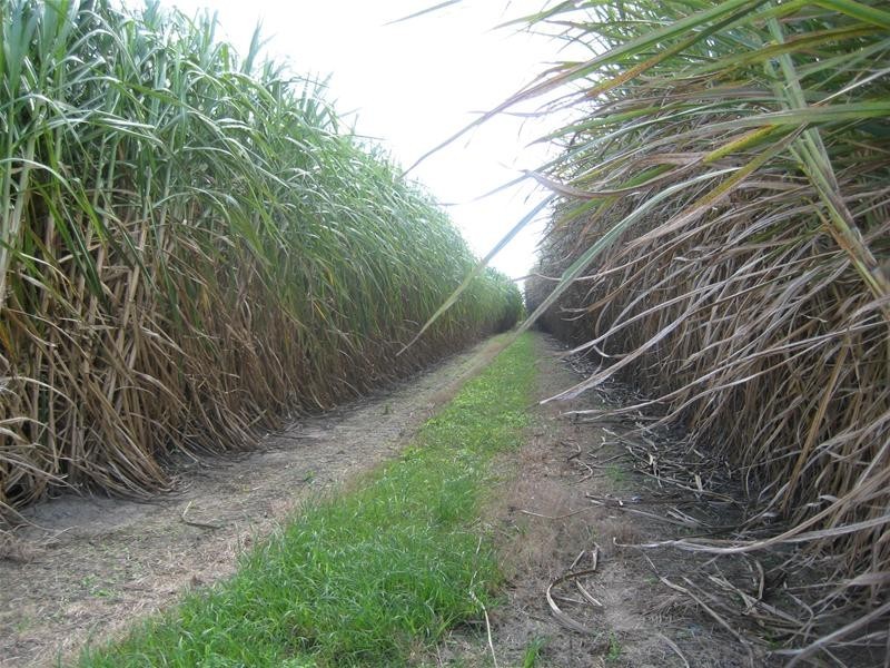 Calavos QLD 4670