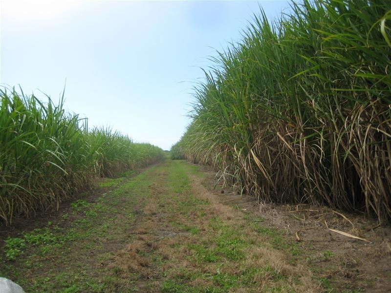 Calavos QLD 4670