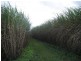 Calavos QLD 4670