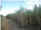 Calavos QLD 4670