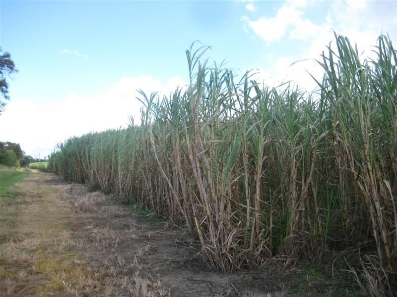 Calavos QLD 4670