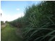 Calavos QLD 4670