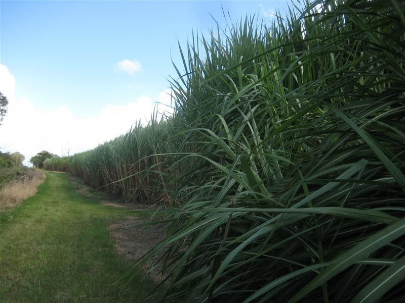 Calavos QLD 4670