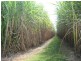 Calavos QLD 4670