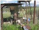 Calavos QLD 4670