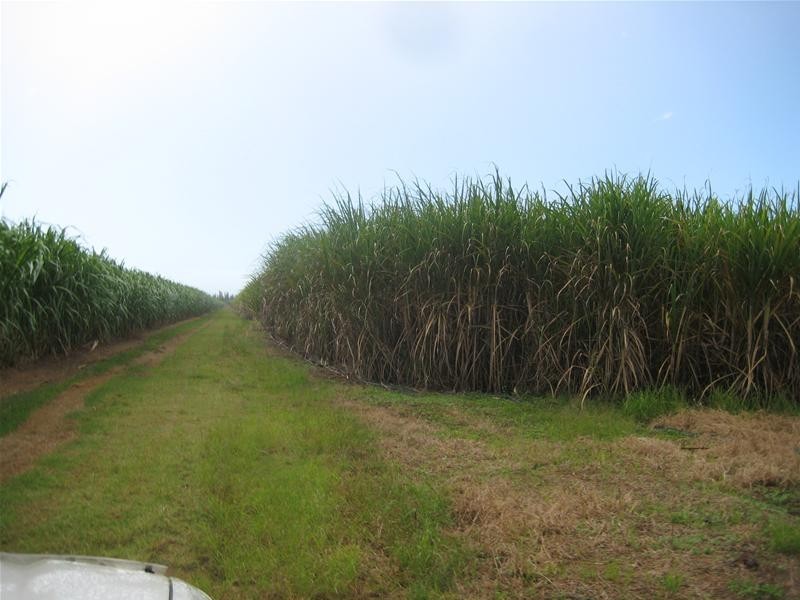 Calavos QLD 4670
