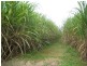 Calavos QLD 4670