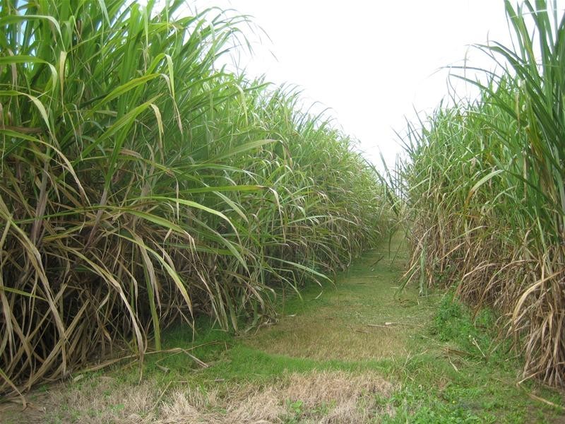 Calavos QLD 4670