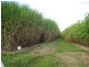 Calavos QLD 4670
