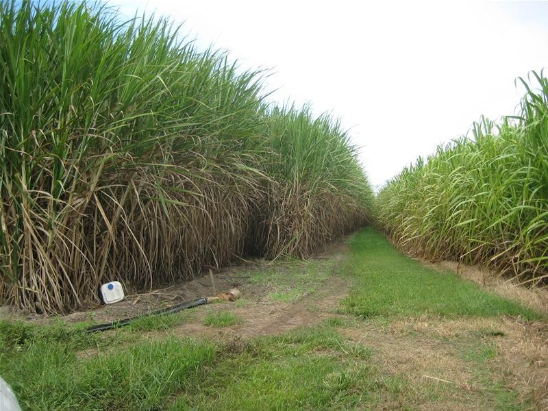 Calavos QLD 4670