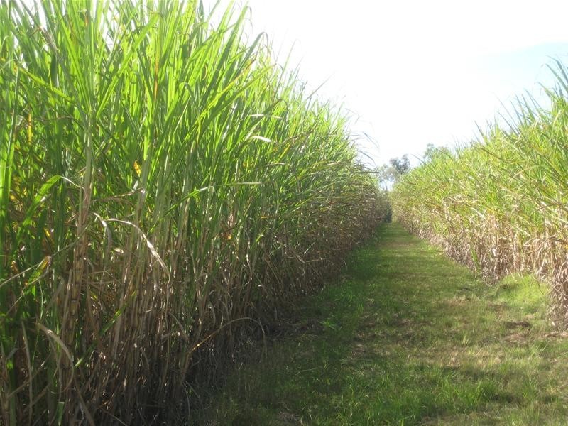 South Kolan QLD 4670