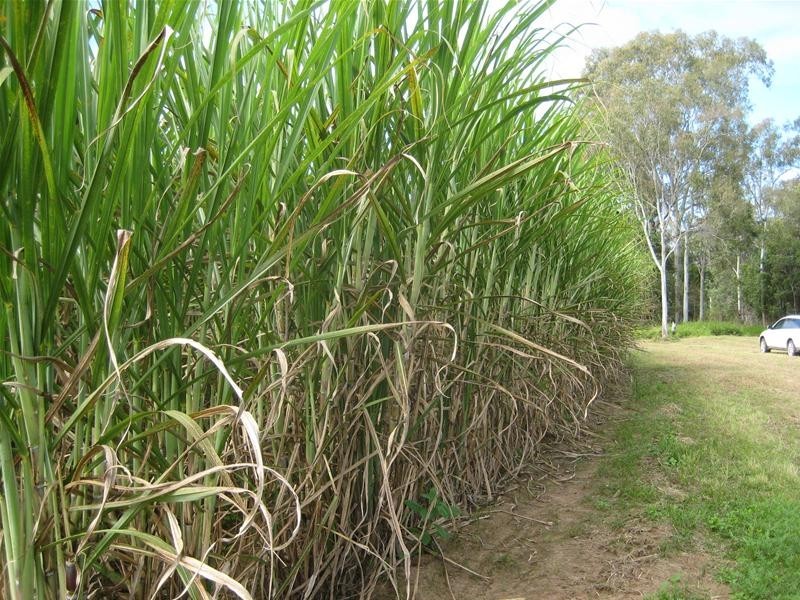 South Kolan QLD 4670
