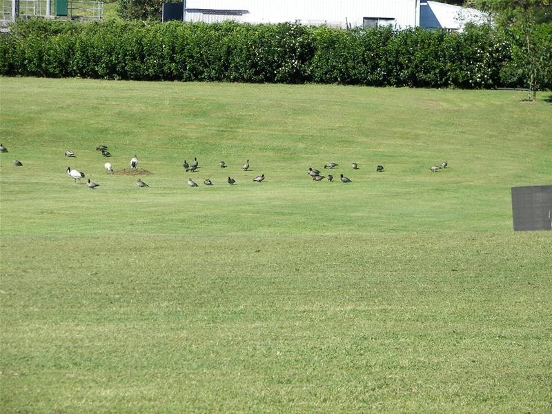 3 Rosewood Place, Bundaberg North QLD 4670