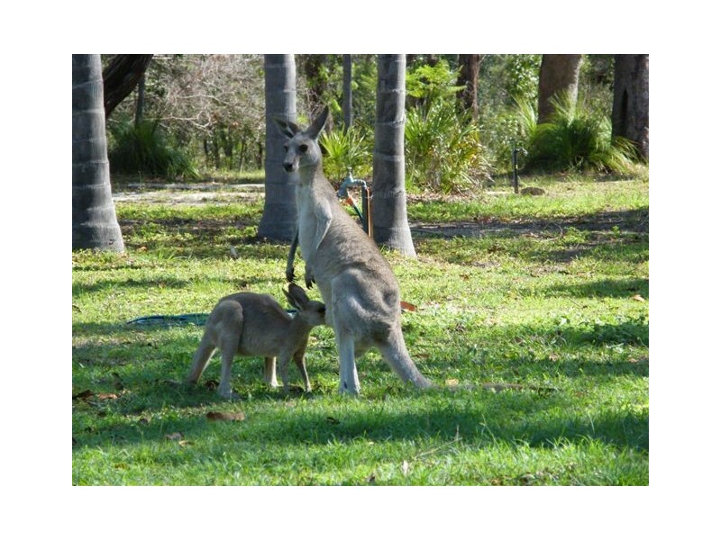 2452 Round Hill Road, Agnes Water QLD 4677