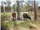 Avondale QLD 4670