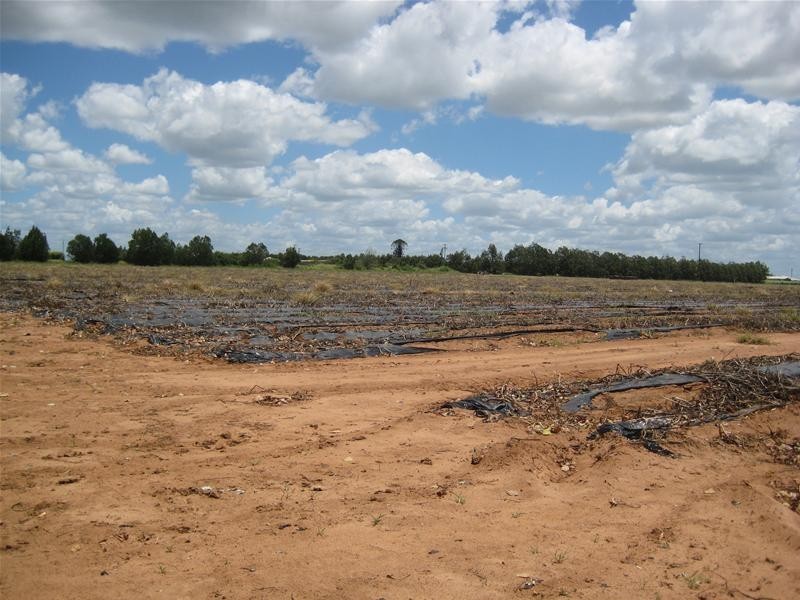 Calavos QLD 4670