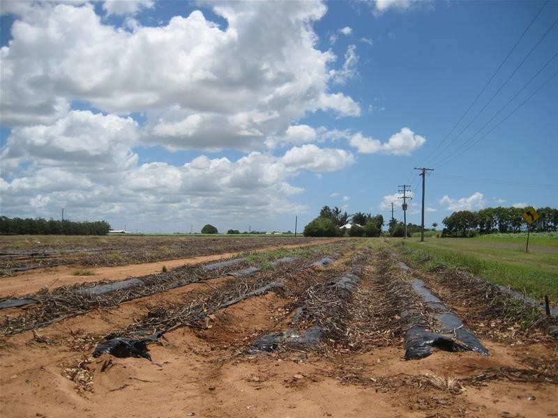 Calavos QLD 4670
