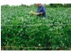South Kolan QLD 4670