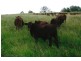 South Kolan QLD 4670