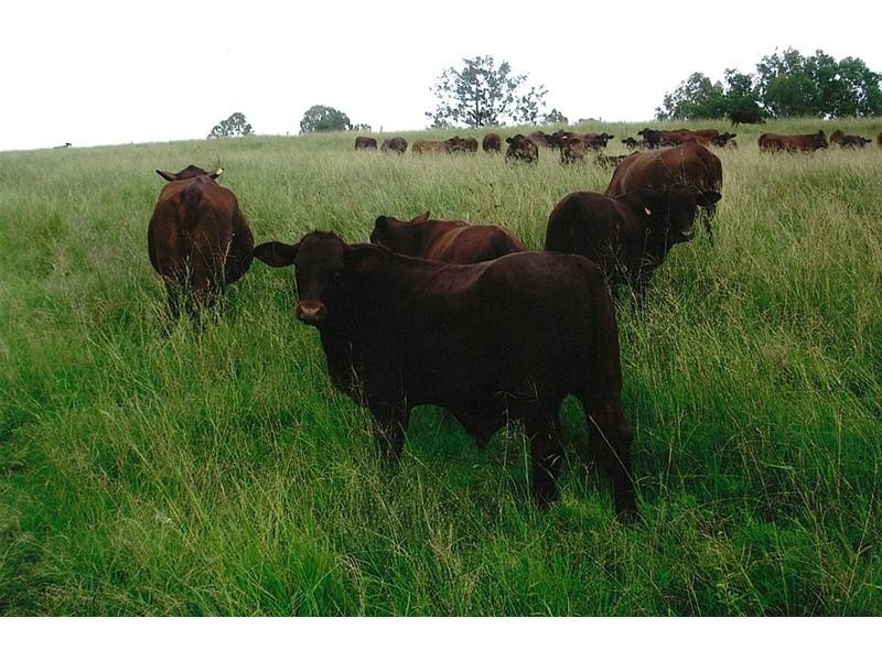 South Kolan QLD 4670