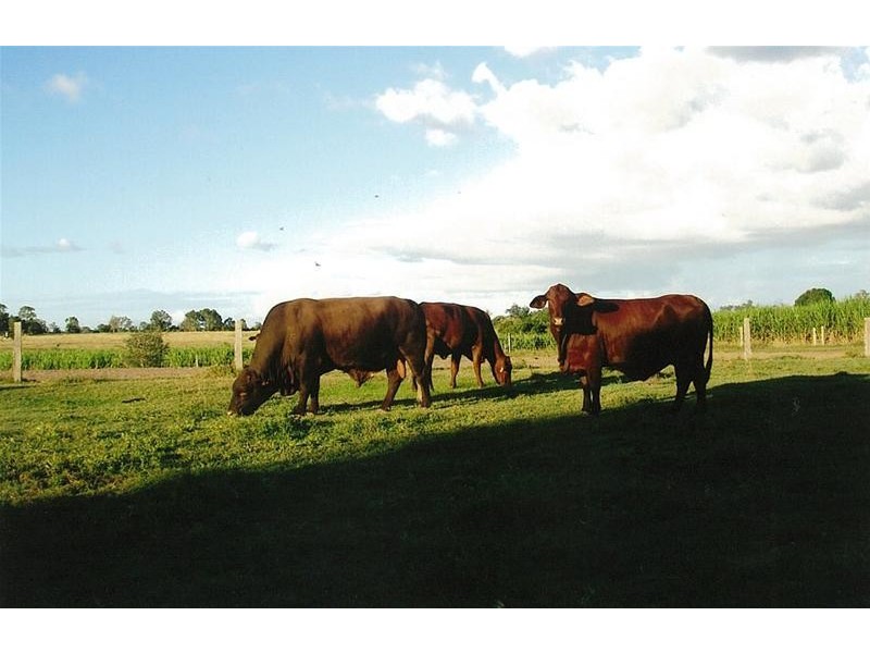 South Kolan QLD 4670