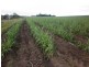 South Kolan QLD 4670