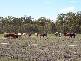 Lot 4 Bundaberg – Gin Gin Road, Sharon QLD 4670