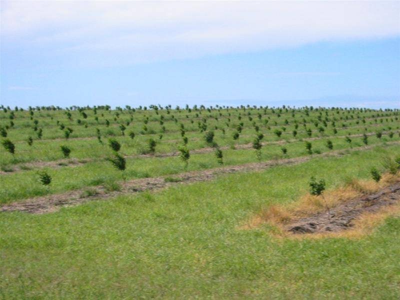 Bundaberg QLD 4670
