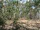 Euleilah QLD 4674