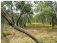 Deepwater QLD 4674