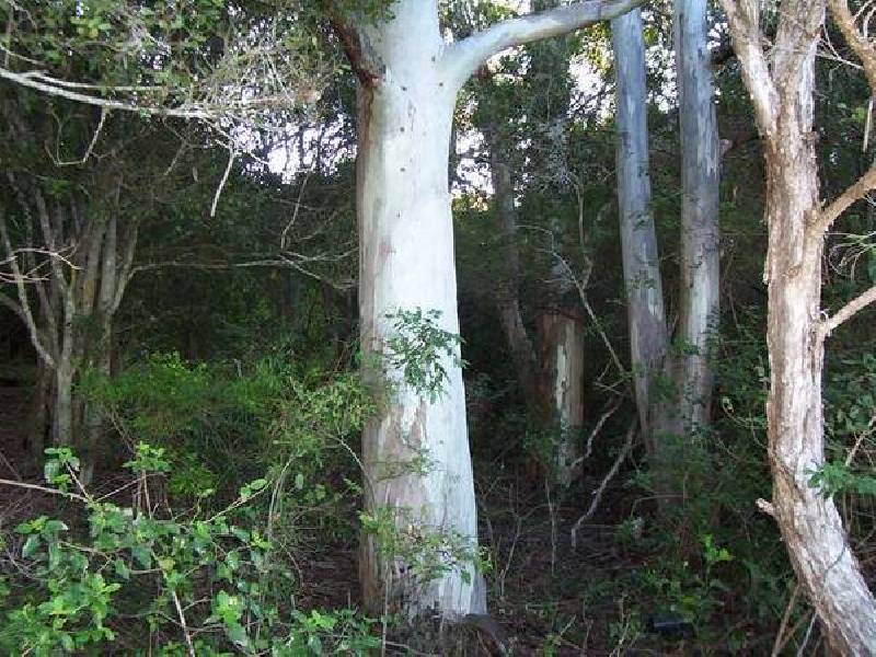 South Kolan QLD 4670