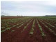 Woongarra QLD 4670