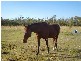 Farnsfield QLD 4660